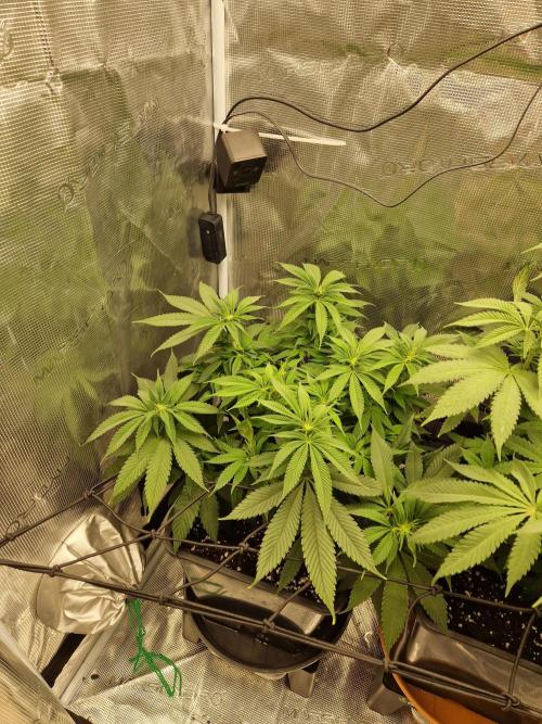 Apples Bananas n Peaches. Week 9