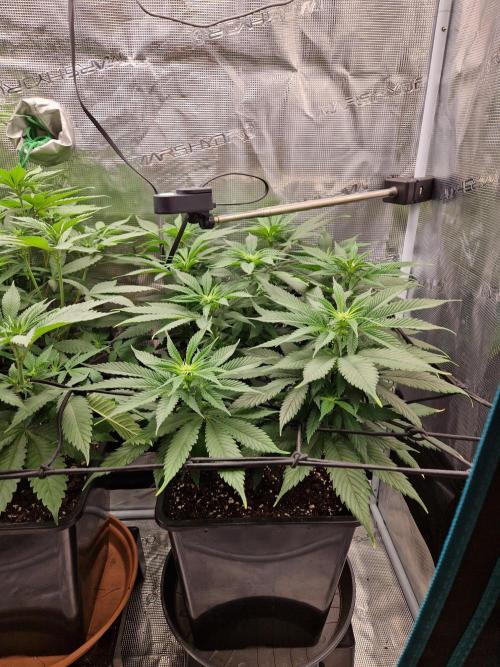Apples Bananas n Peaches. Week 9