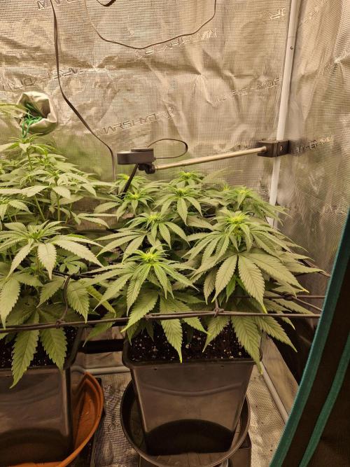 Apples Bananas n Peaches. Week 9