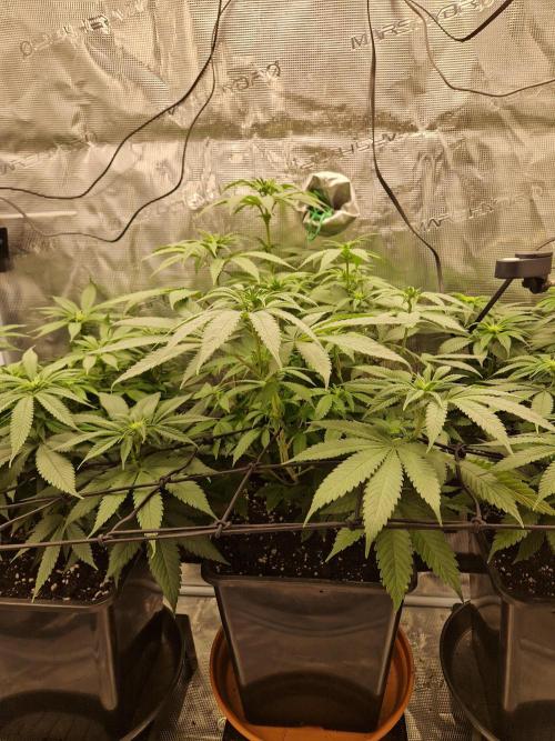 Apples Bananas n Peaches. Week 9