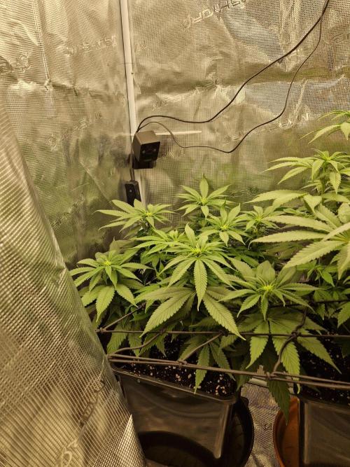 Apples Bananas n Peaches. Week 9