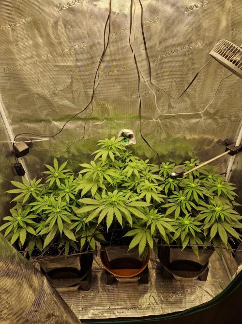 Apples Bananas n Peaches. Week 9