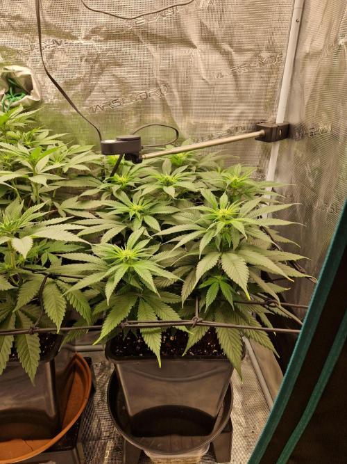 Apples Bananas n Peaches. Week 9