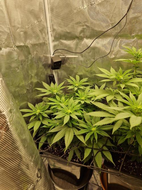 Apples Bananas n Peaches. Week 9