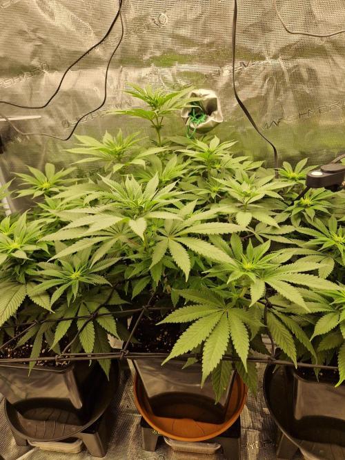 Apples Bananas n Peaches. Week 9