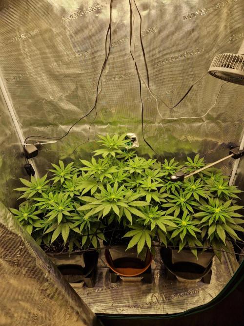 Apples Bananas n Peaches. Week 9