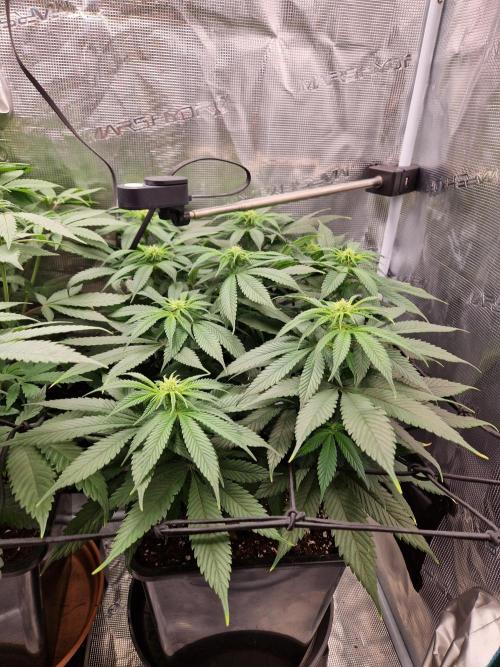 Apples Bananas n Peaches. Week 9
