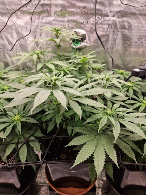 Apples Bananas n Peaches. Week 9