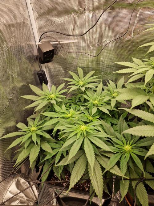 Apples Bananas n Peaches. Week 9