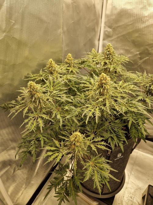 Freaky. Week 14
