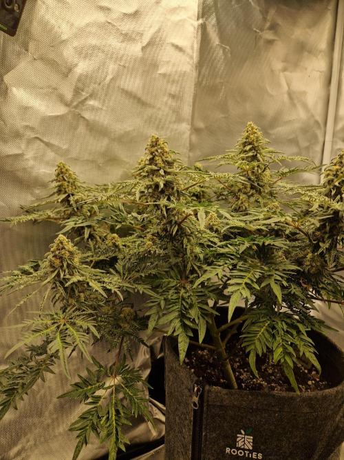 Freaky. Week 14