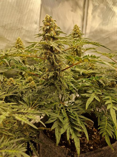 Freaky. Week 14