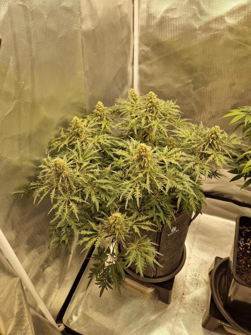 Freaky. Week 14
