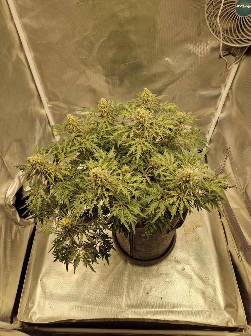Freaky. Week 14