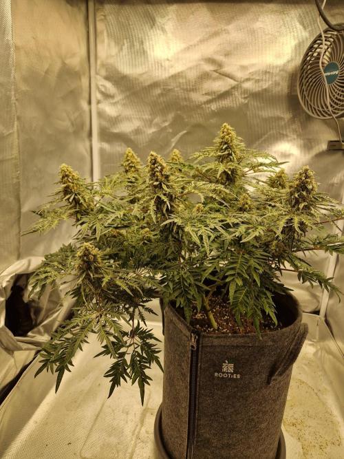 Freaky. Week 14