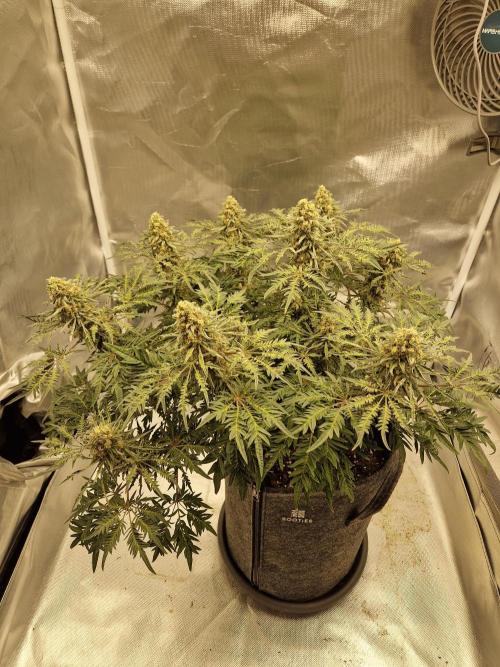 Freaky. Week 14