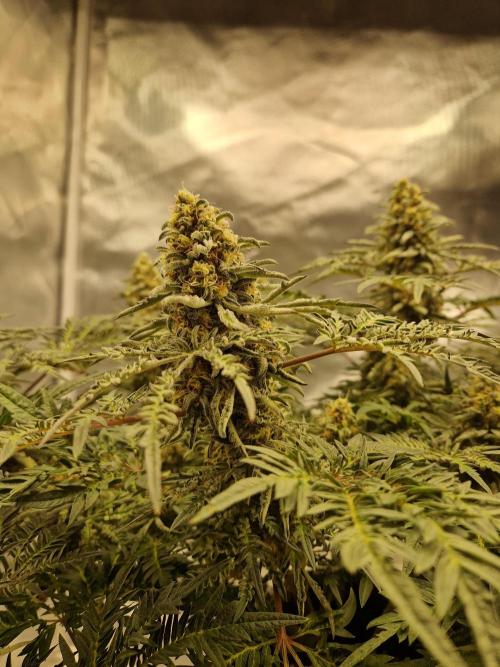 Freaky. Week 14