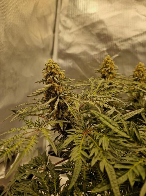 Freaky. Week 14