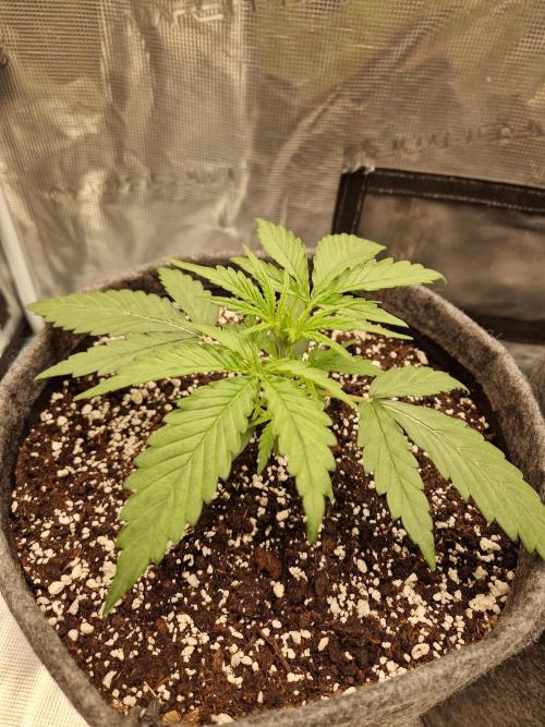 Auto Candy Bubatz XL. Week 3
