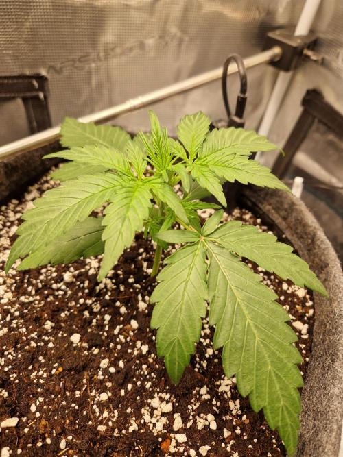 Auto Candy Bubatz XL. Week 3