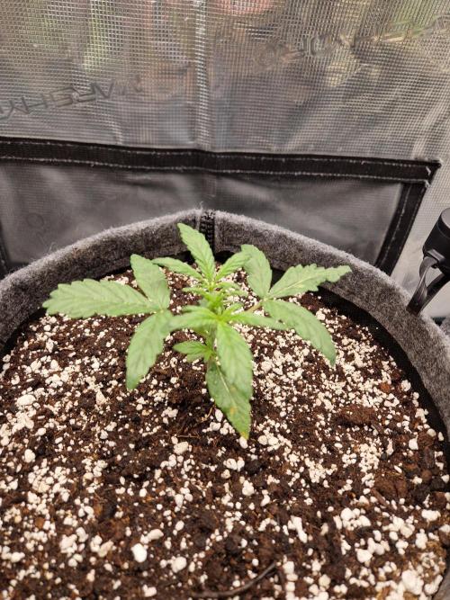 Auto Candy Bubatz XL. Week 3