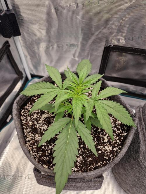 Auto Candy Bubatz XL. Week 3
