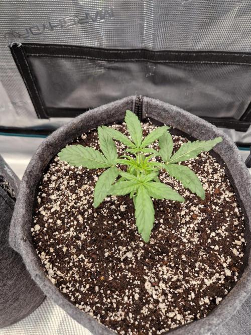Auto Candy Bubatz XL. Week 3