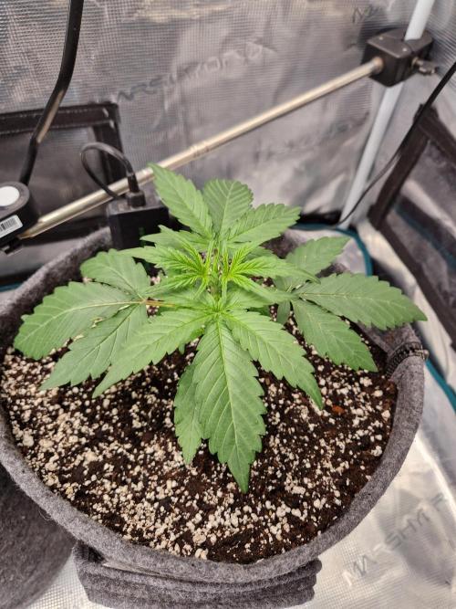 Auto Candy Bubatz XL. Week 3