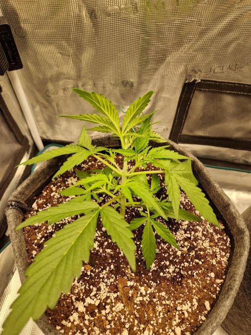 Auto Candy Bubatz XL. Week 3