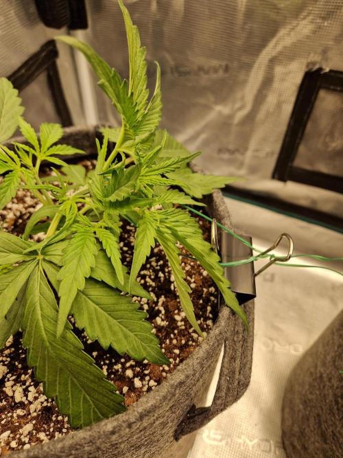 Auto Candy Bubatz XL. Week 3
