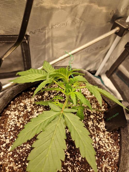 Auto Candy Bubatz XL. Week 3