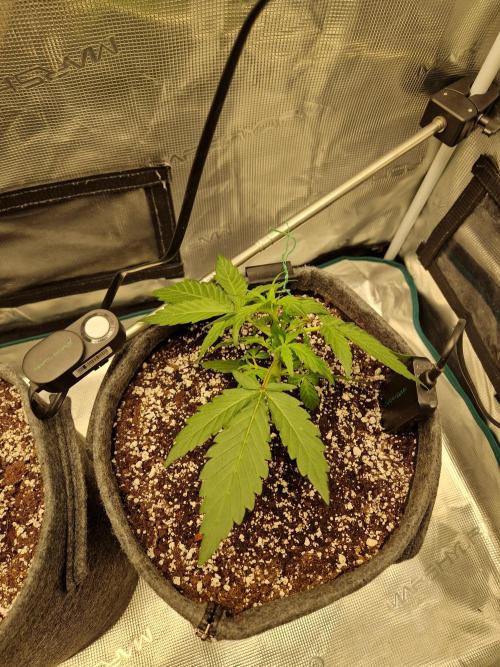 Auto Candy Bubatz XL. Week 3