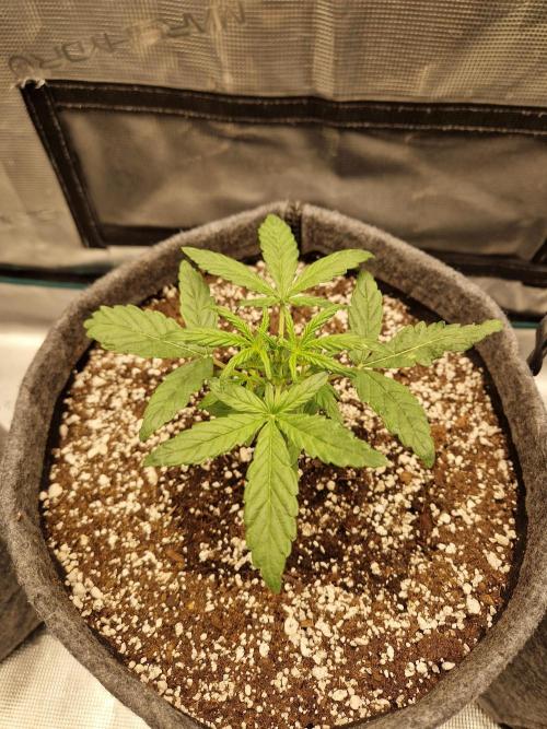 Auto Candy Bubatz XL. Week 3