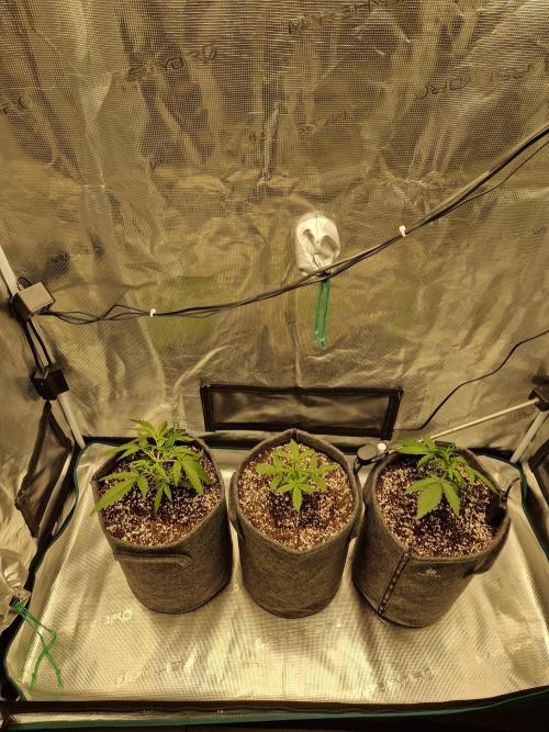 Auto Candy Bubatz XL. Week 3