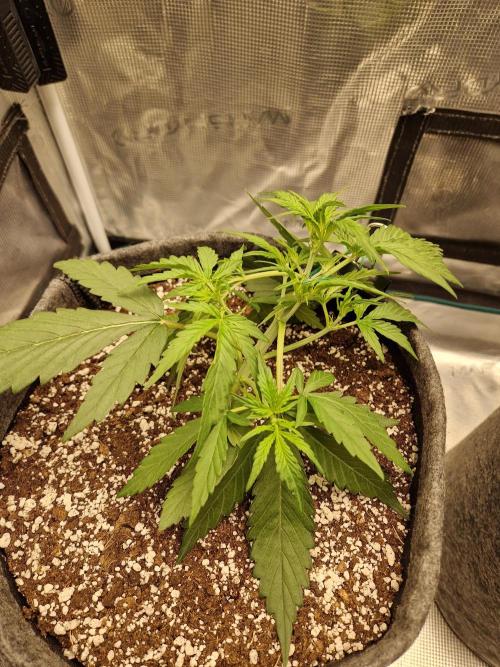 Auto Candy Bubatz XL. Week 3