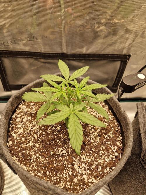 Auto Candy Bubatz XL. Week 3
