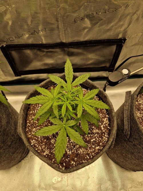 Auto Candy Bubatz XL. Week 3