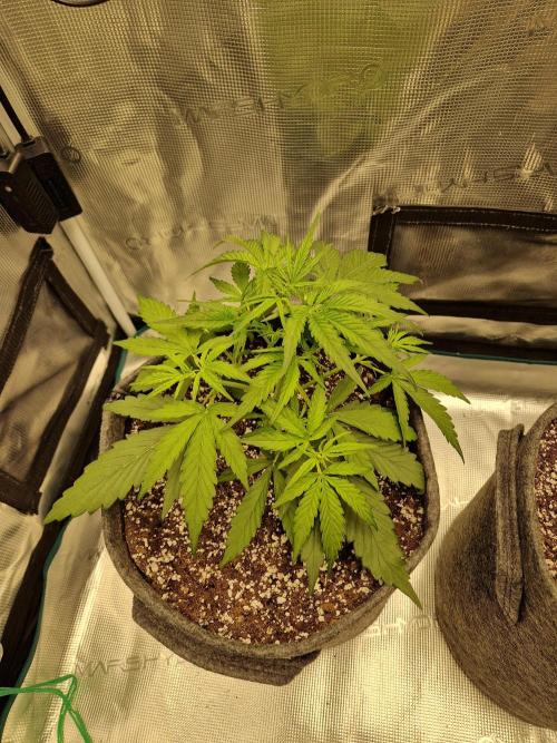 Auto Candy Bubatz XL. Week 3