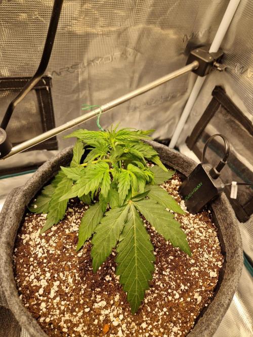 Auto Candy Bubatz XL. Week 3