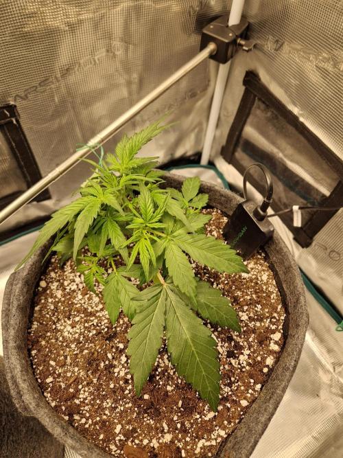 Auto Candy Bubatz XL. Week 3