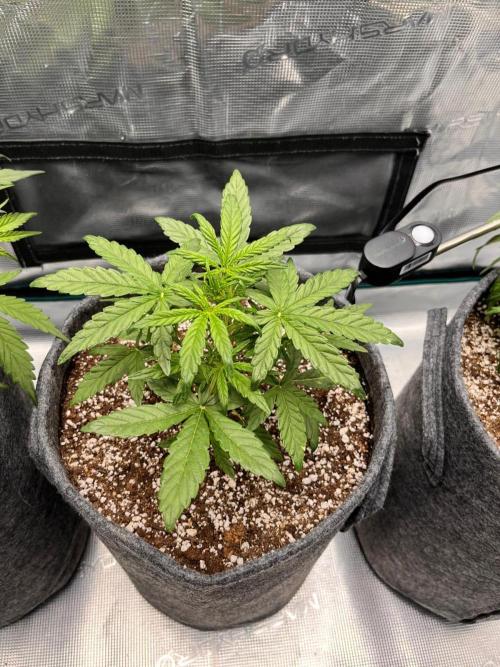 Auto Candy Bubatz XL. Week 3