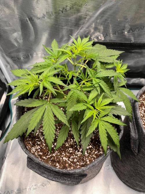 Auto Candy Bubatz XL. Week 3