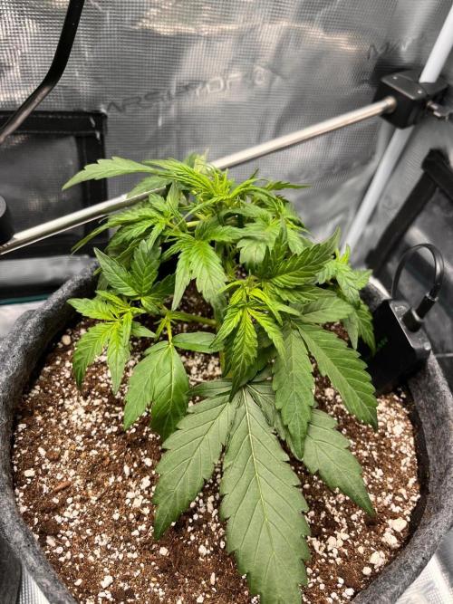 Auto Candy Bubatz XL. Week 3
