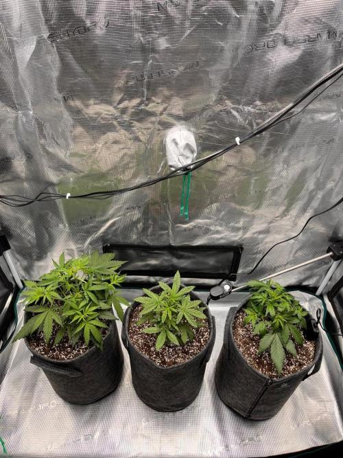 Auto Candy Bubatz XL. Week 3