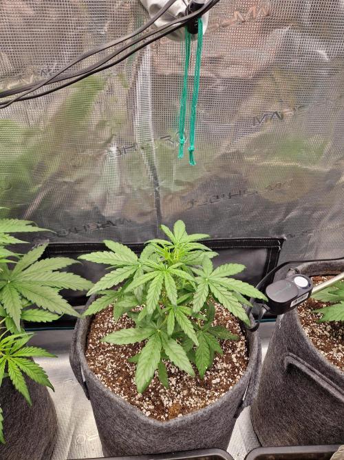 Auto Candy Bubatz XL. Week 3