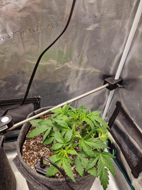 Auto Candy Bubatz XL. Week 3
