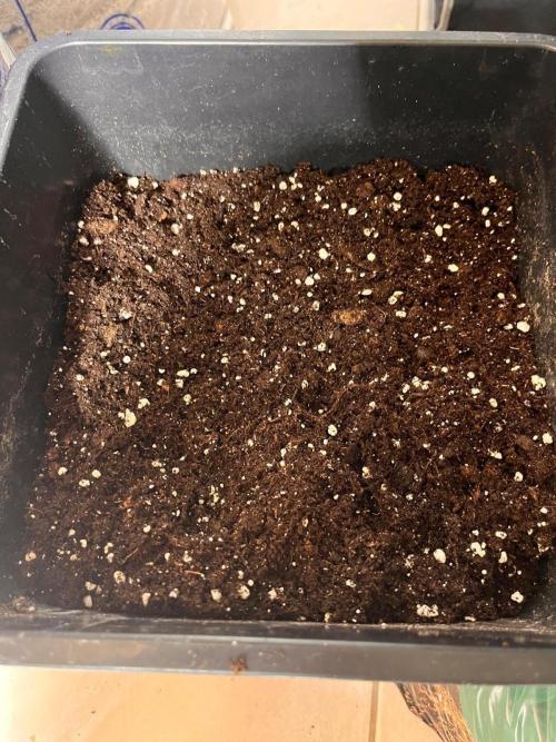 Gift Seeds. Week 0