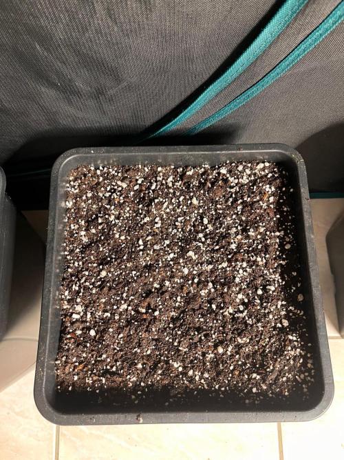 Gift Seeds. Week 0