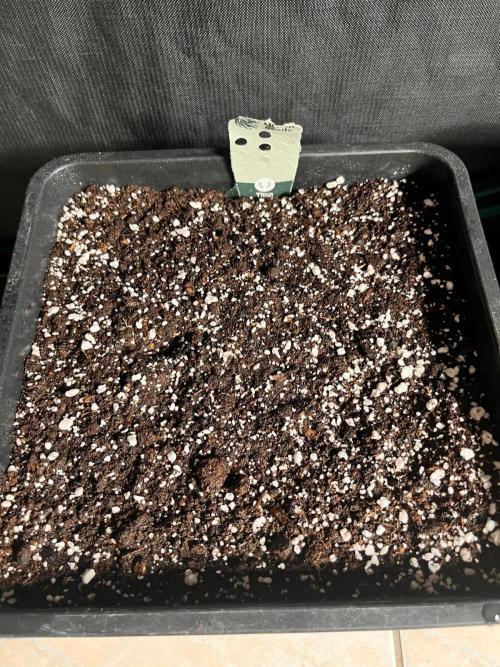 Gift Seeds. Week 0
