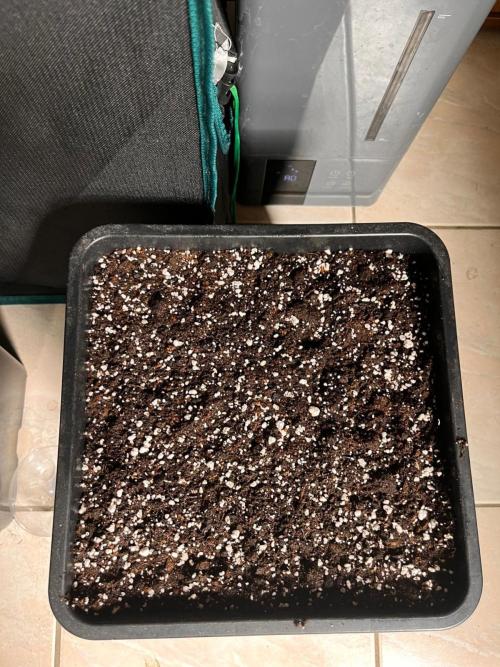 Gift Seeds. Week 0